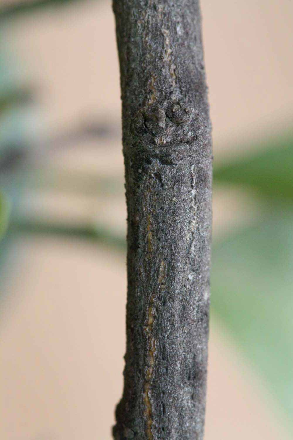              Second - third year twig (Riverside, CA)       